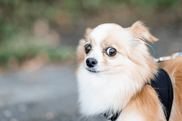 dog looking to the side