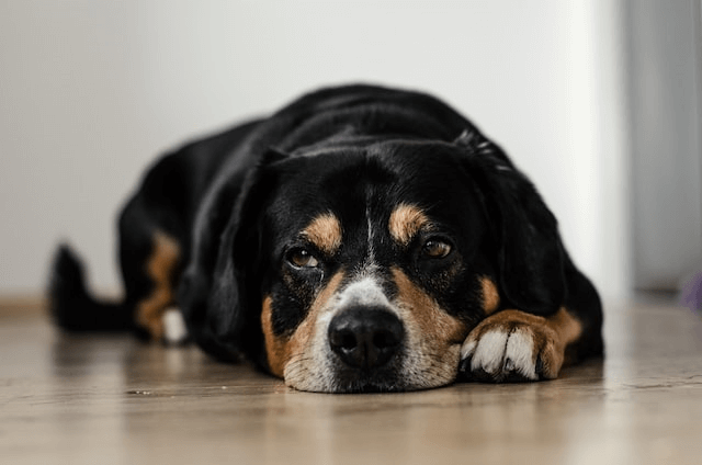 dog lying down