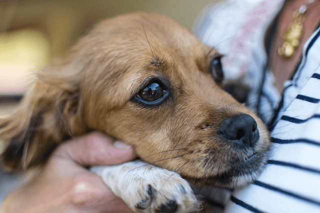 dog cuddling up to owner