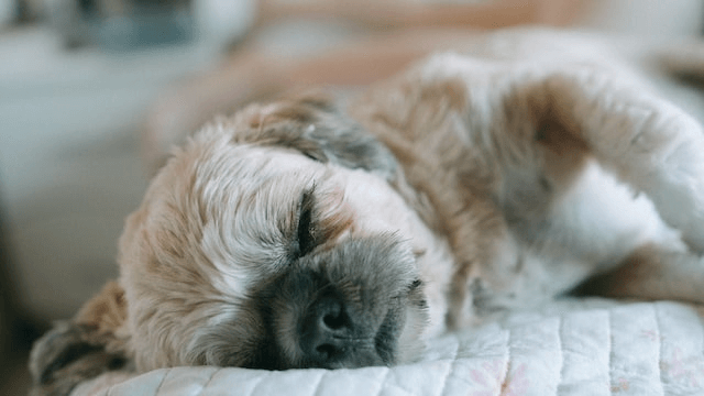 small dog sleeping