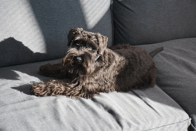 bearded dog sitting down