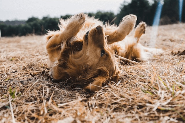dog lying on back outside