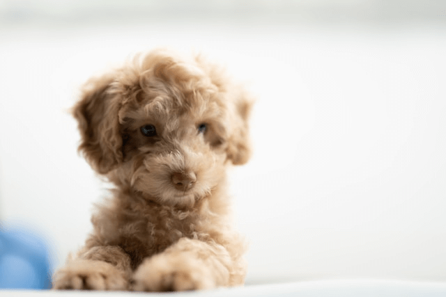 puppy looking out to distance